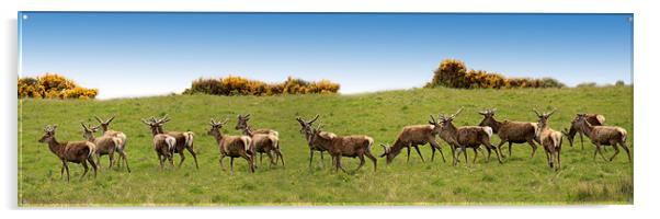 Red Deer herd Acrylic by Linda More