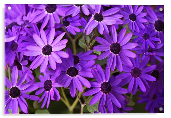 Purple daisies Acrylic by Linda More