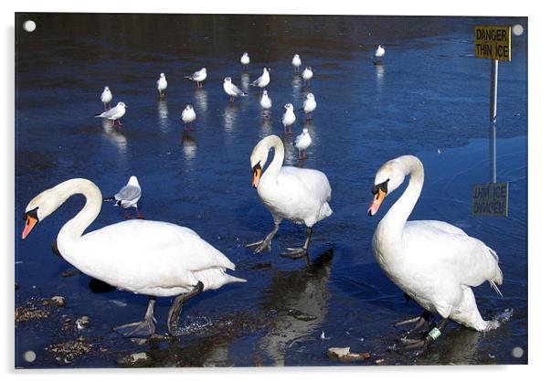 Group of swans walking near ice Acrylic by Linda More