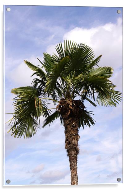 Palm Tree against cloudy blue sky Acrylic by Linda More
