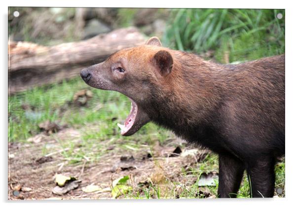 Bush Dog yawning Acrylic by Linda More