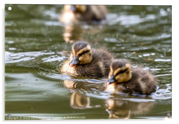 Mallard Chicks Taking a Swim Acrylic by Steve Rackham