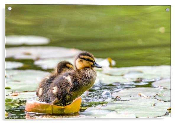 Mallard Chicks enjoying a paddle Acrylic by Steve Rackham