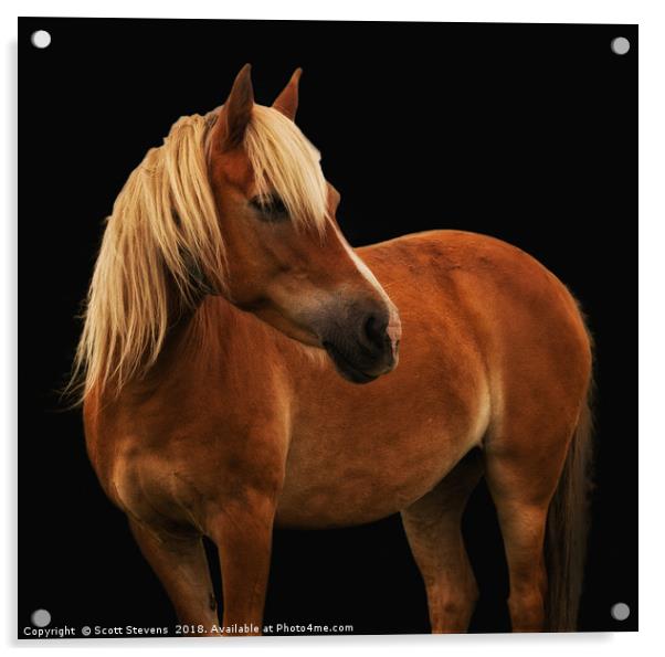 Pretty Palomino Pony Acrylic by Scott Stevens