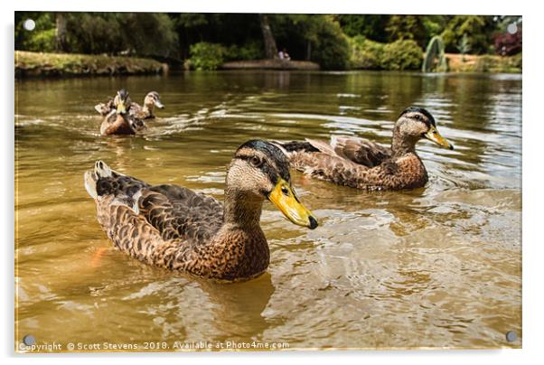 Swimming With The Ducks Acrylic by Scott Stevens