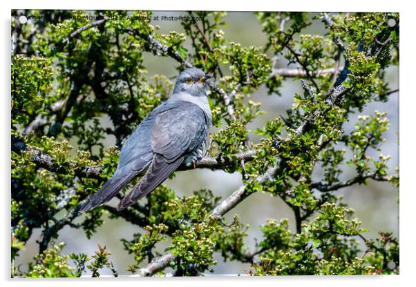 Male Cuckoo Acrylic by RICHARD MOULT