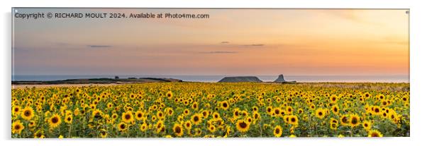 Rhossili Sunflowers on Gower  Acrylic by RICHARD MOULT