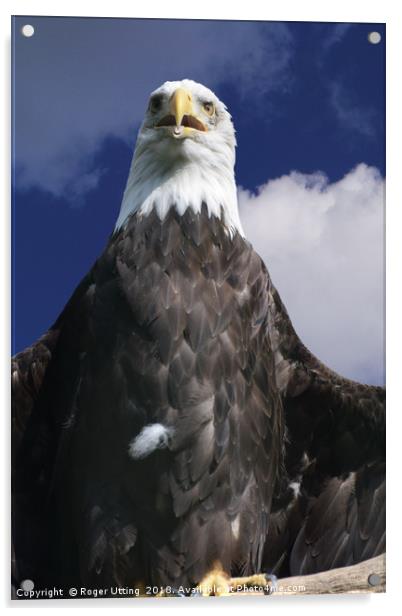 Bald Eagle Acrylic by Roger Utting