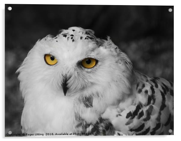 Snowy owl Acrylic by Roger Utting