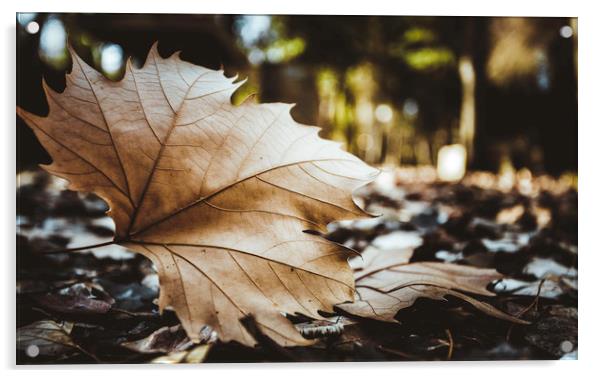 Dry leaf on the forest Acrylic by Juan Ramón Ramos Rivero
