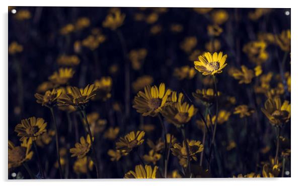 Field of daisies Acrylic by Juan Ramón Ramos Rivero