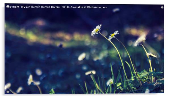 Daisies illuminated by the sun Acrylic by Juan Ramón Ramos Rivero