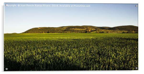 Wheat fields Acrylic by Juan Ramón Ramos Rivero