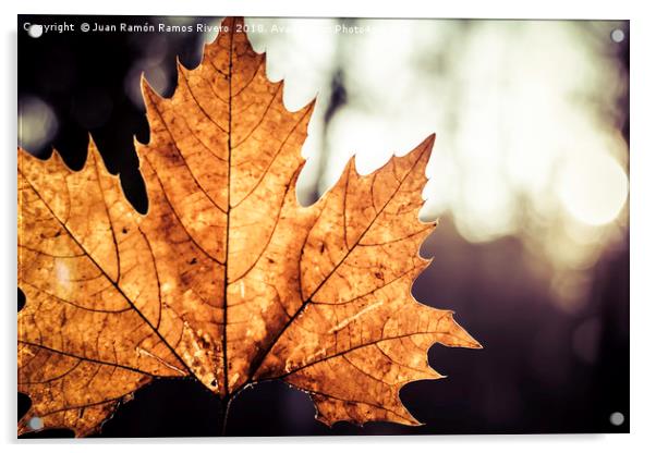 The maple leaf Acrylic by Juan Ramón Ramos Rivero