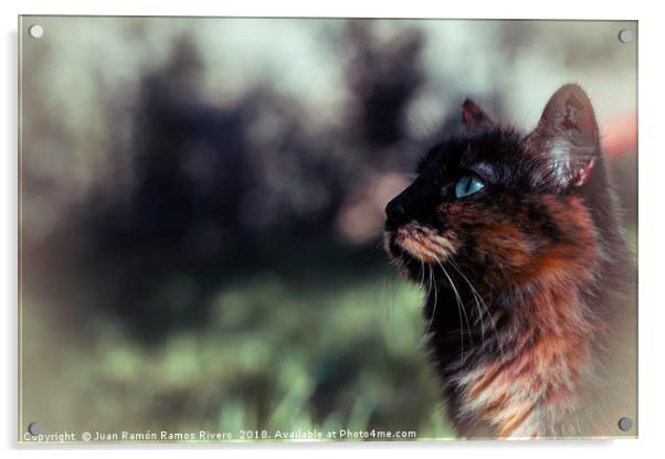 Nice blue-eyed cat Acrylic by Juan Ramón Ramos Rivero