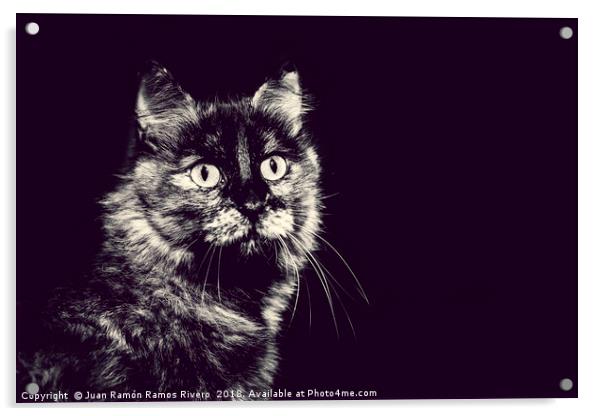 Image of very nice cat in black and white Acrylic by Juan Ramón Ramos Rivero