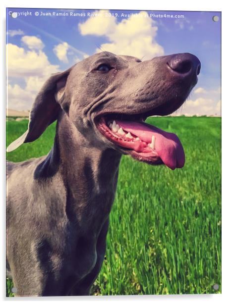 A beautiful puppfemale Weimaraner dog Acrylic by Juan Ramón Ramos Rivero