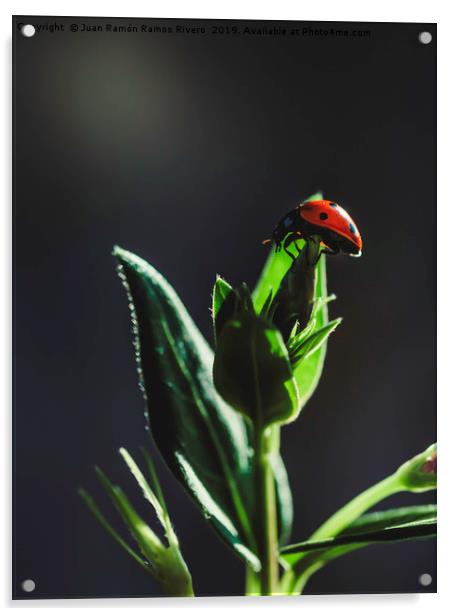 Ladybird on a sunny green with dark background Acrylic by Juan Ramón Ramos Rivero