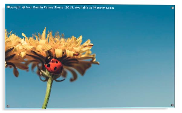 Ladybird on a sunny yellow daisy flower low angle  Acrylic by Juan Ramón Ramos Rivero