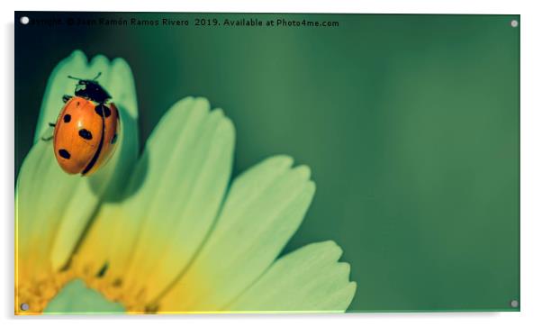 Ladybird on a petal yellow and white of daisy flow Acrylic by Juan Ramón Ramos Rivero