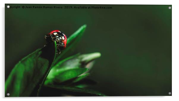 Ladybird on a sunny green leaf with green backgrou Acrylic by Juan Ramón Ramos Rivero
