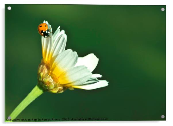 Ladybird on daisy, chamomile isolated on green Acrylic by Juan Ramón Ramos Rivero
