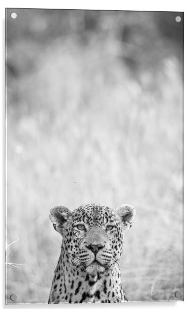Peek-a-boo leopard Acrylic by Villiers Steyn