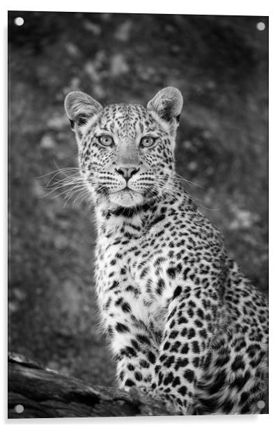 Leopard beauty Acrylic by Villiers Steyn