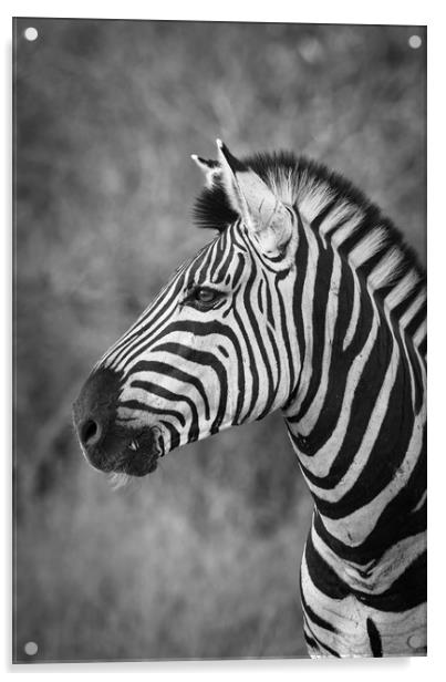 Striped stallion Acrylic by Villiers Steyn