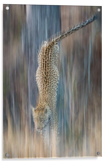 Liquid leopard Acrylic by Villiers Steyn