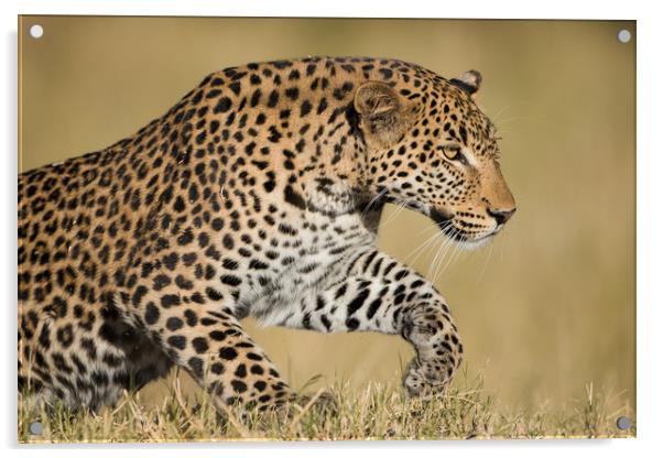 Leaping leopard Acrylic by Villiers Steyn
