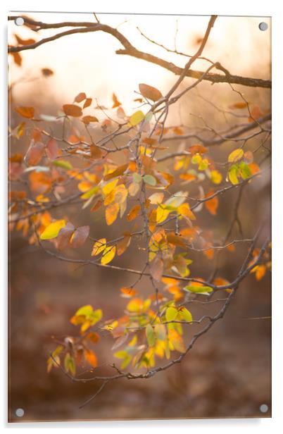 Mopane autumn Acrylic by Villiers Steyn