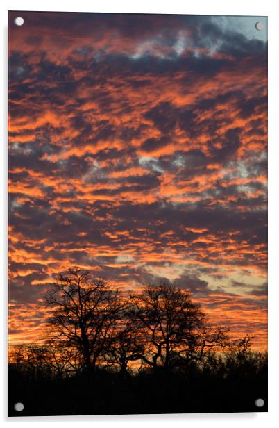 Fiery sky Acrylic by Villiers Steyn
