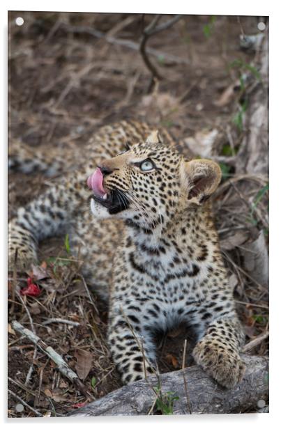 Leopard cub gaze Acrylic by Villiers Steyn