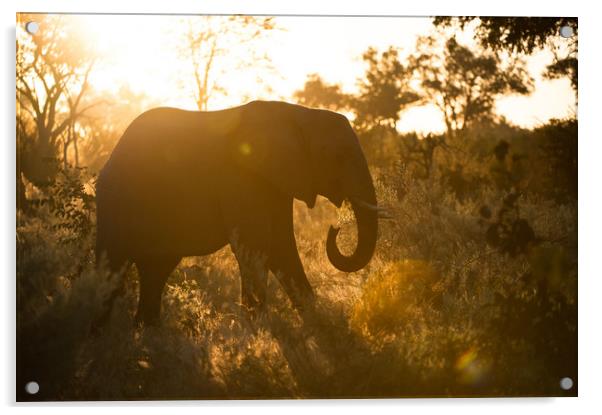 Sunspot elephant Acrylic by Villiers Steyn