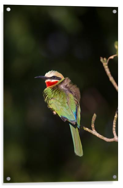 White-fronted bee-eater Acrylic by Villiers Steyn