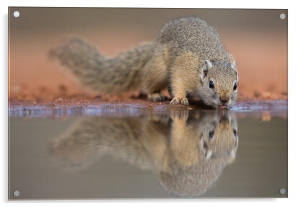 Squirrel mirror Acrylic by Villiers Steyn