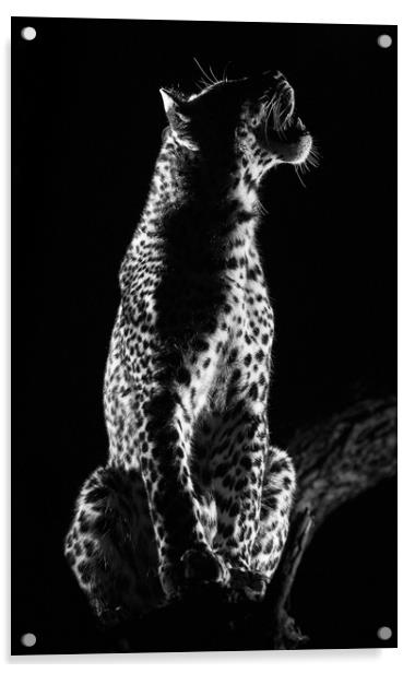 Studio leopard Acrylic by Villiers Steyn