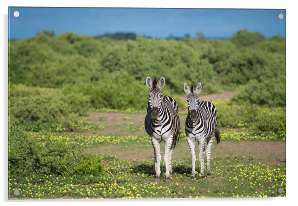 Zebras in bloom Acrylic by Villiers Steyn