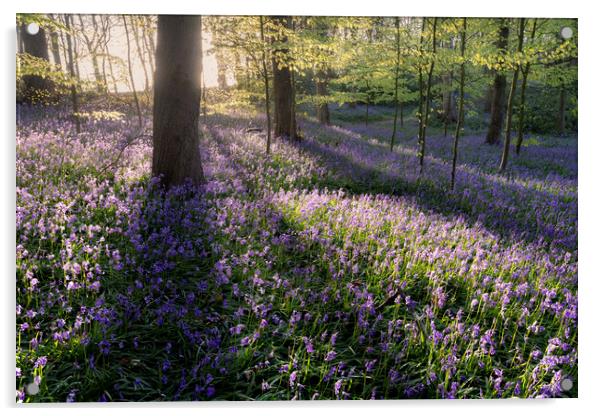 Bluebell Woods Acrylic by David Semmens