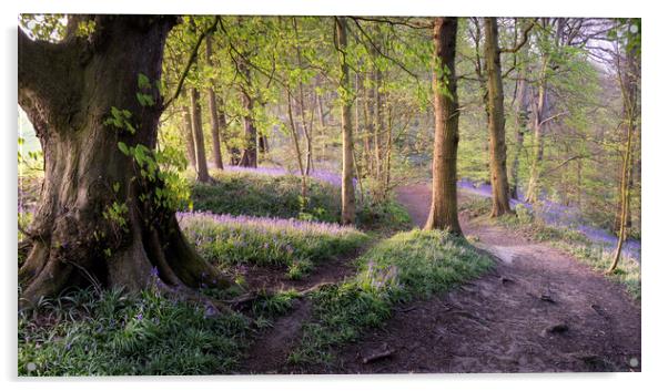 Bluebell Wood Walk Acrylic by David Semmens