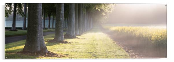 Misty Moor Crichel Beech Trees Acrylic by David Semmens