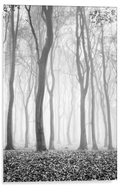 Spooky woods Acrylic by David Semmens