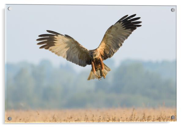 Male Marsh Harrier Acrylic by David Semmens