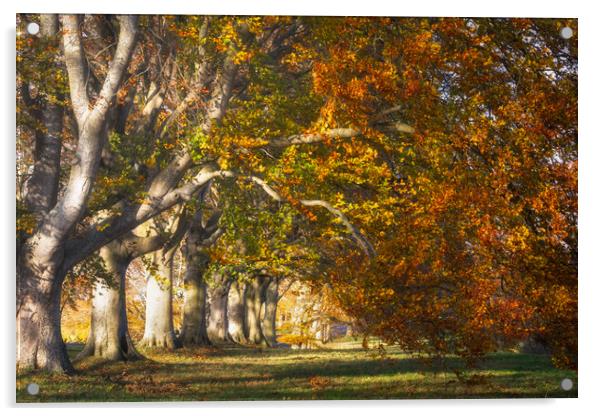 Autumnal Beech Trees Acrylic by David Semmens
