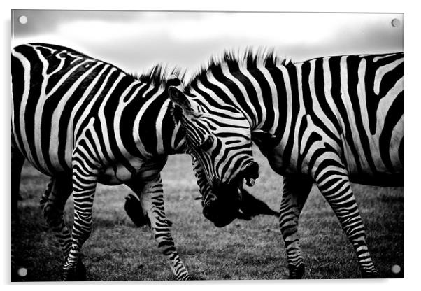 Zebras Playing Acrylic by Travelling Photographer