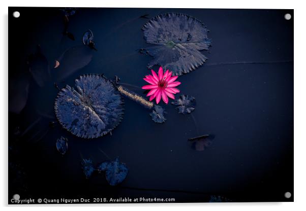 Beautiful Pink Water-Lily in Pond, Isolated Color Acrylic by Quang Nguyen Duc