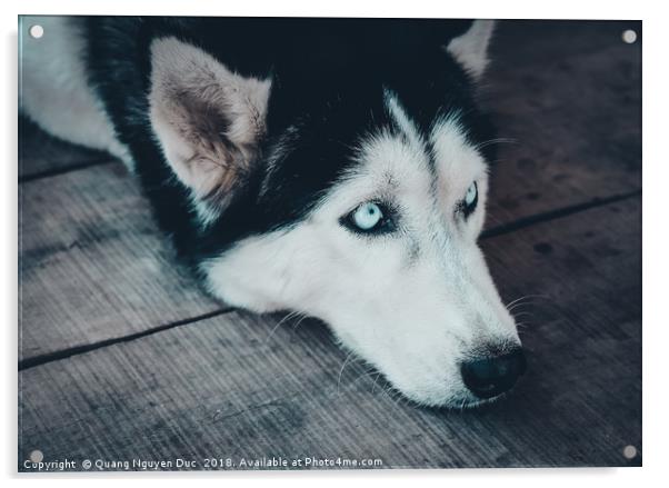 Closeup Portrait of Husky Dog Acrylic by Quang Nguyen Duc