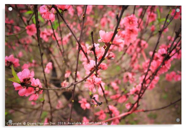 Peach Blossom Acrylic by Quang Nguyen Duc