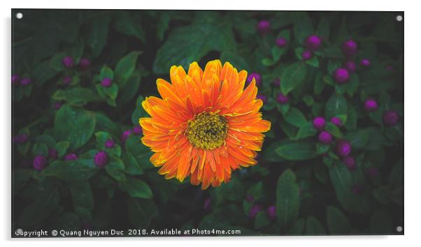 Orange Barberton Daisy Acrylic by Quang Nguyen Duc